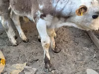 Toro, Swiss cattle — foto 4