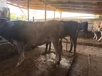 Cow, Swiss cattle — photo 8