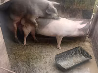 公猪, Pigs — 照片 3