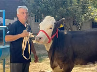 Kuh, Simmental cattle — Foto 5