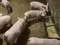 Schweine (Partie, Geschlecht nicht angegeben) — Foto 7