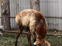 Qoʻchqor, Rhon sheep — 3-rasm
