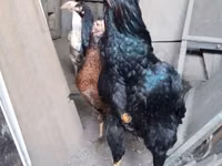 Chickens — Foto 3