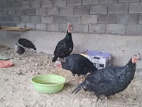 Turkeys — Foto 3