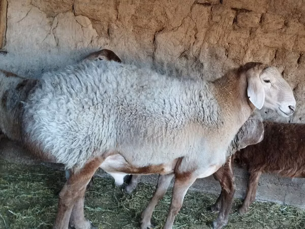 Oveja, Ovejas — Kirguistán