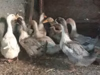 Hausente — Foto 3