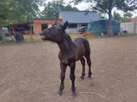 Stute, Hungarian horse breed — Foto 4