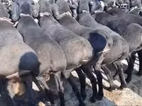 Carnero, Rhon sheep — foto 6