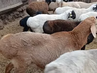 Widder, Arashan sheep — Foto 3