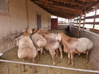 كبش, Arashan sheep — الصورة 5