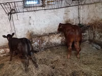 Vaca, Ganado vacuno — foto 1
