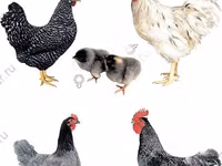 Chickens — Foto 2