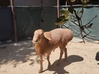 نعجة, Arashan sheep — الصورة 2