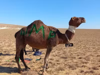 Kamel, Arvana camel — Foto 2