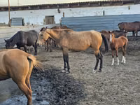 Caballo, Caballos — foto 5