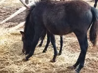 Caballo, Welsh Mountain Pony — foto 2