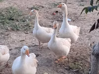 Geese — Foto 2