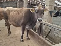 गाय, Swiss cattle — फ़ोटो 3