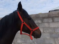 Айғыр, Thoroughbred horse — 4-сурет
