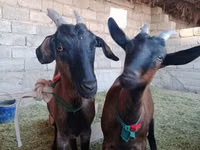 母山羊, Alpine goat — 照片 1