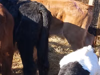 Rinder (Partie, Geschlecht nicht angegeben), Simmental cattle — Foto 4