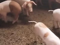 Schweine (Partie, Geschlecht nicht angegeben), Schweine — Foto 2