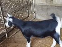 Ziege, Alpine goat — Foto 5