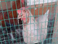 Chickens — 2-rasm