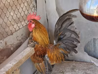 Chickens — Foto 2