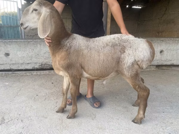 Carnero, Arashan sheep