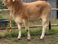 母牛, Brahman — 照片 6