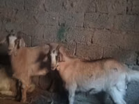 Ziege, Alpine goat — Foto 2