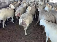 母羊, Sheep — 照片 6
