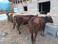 Buqa, Qoramol — 7-rasm