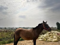 Caballos (lote, sexo no especificado), Kyrgyz Horse — foto 1