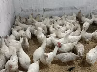 Chickens — Foto 3