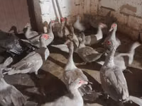 Ducks — Foto 3