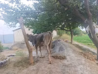 Cow, Cattle — photo 3