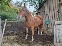 Mare, Horses — photo 1