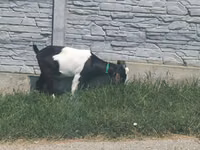 Ziege, Ziegen — Foto 2