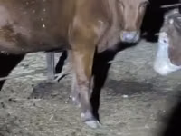 母牛, Cattle — 照片 1