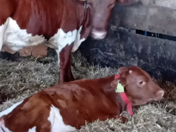 Bovinos (lote, sexo no especificado), Simmental cattle