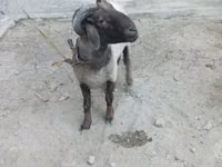 Ram, Sheep — photo 4
