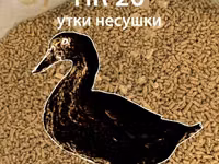 Полнорационный комбикорм для индюшек(рост) — Foto 5