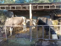 公牛, Aberdeen-Angus — 照片 1