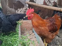 Chickens — Foto 1