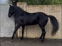 Hengst, Karachay horse — Foto 2