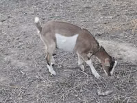 Ziege, Ziegen — Foto 4