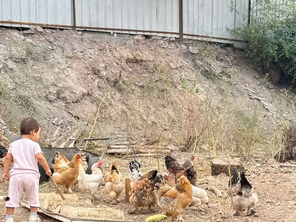 Chickens — Kirgisistan