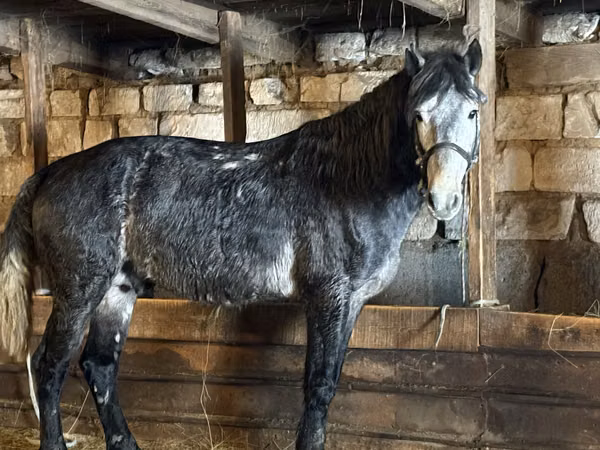 Ат, Аттар — Казакстан